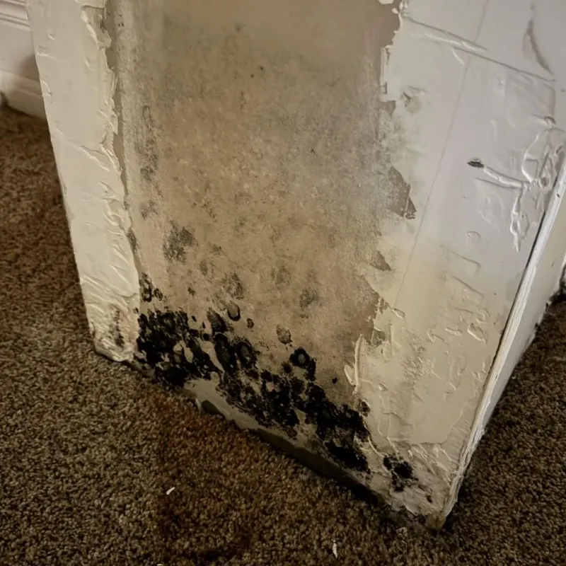Professional Mold Removal in Franklin, MA